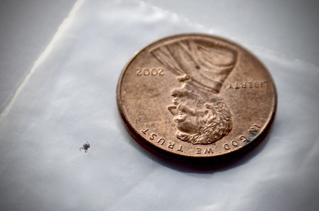 Black Legged Deer Tick with Penny